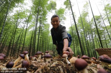 貴州省赤水市復(fù)興鎮(zhèn)仁超微粉碎機友村村民在竹林中采摘食用菌